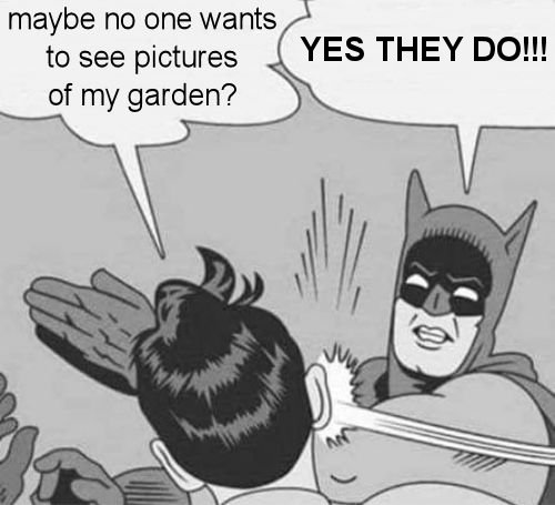maybe no one wants to see pictures of my garden