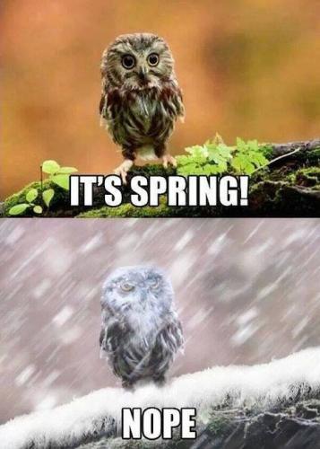 IT'S SPRING