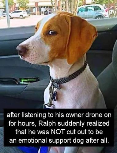 after listening to his owner drone on for hours