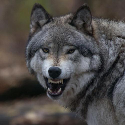 191877351_328863728807660_3676463016689518781_n