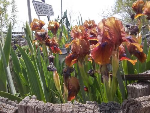 Around the farm...Easter 003