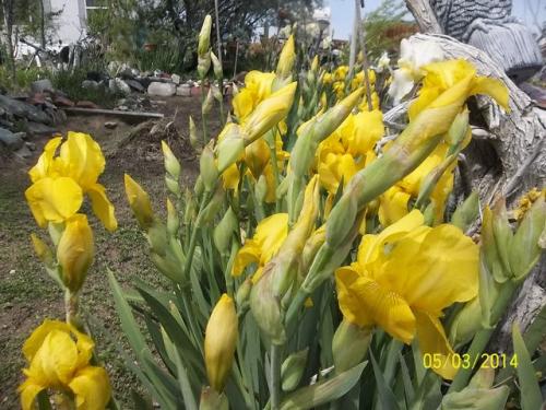 May Chicken Swap 041 [640x480]