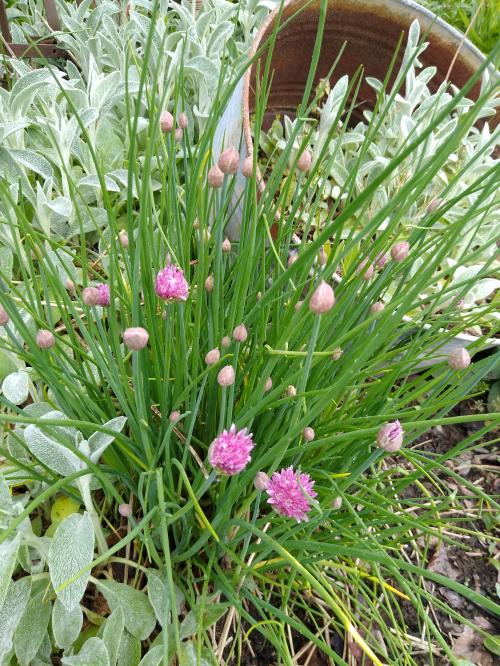 inbound8083943717023298245