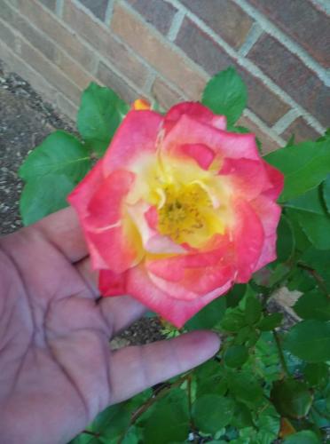 received_4245227792175725