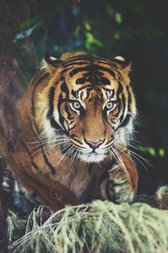 tumblr_nszfx5YUcT1u7nuo6o1_640