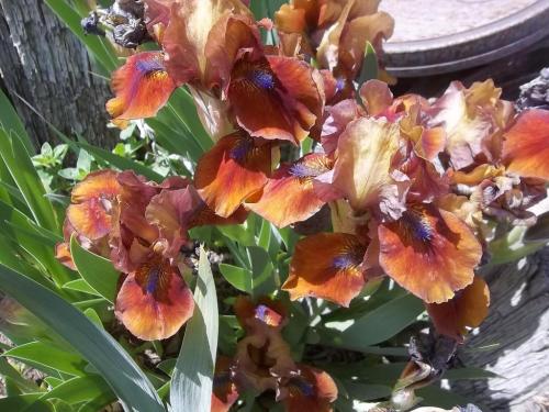 Around the farm...Easter 018