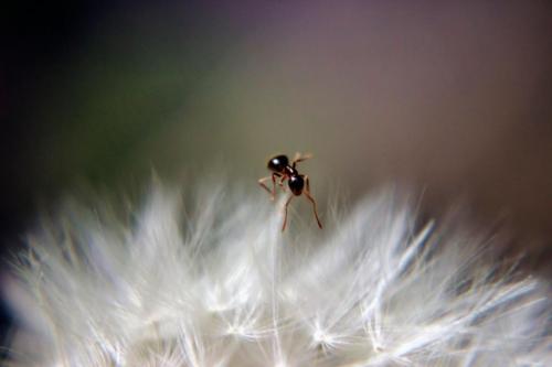 Ant On Dandelion GLH New Edit