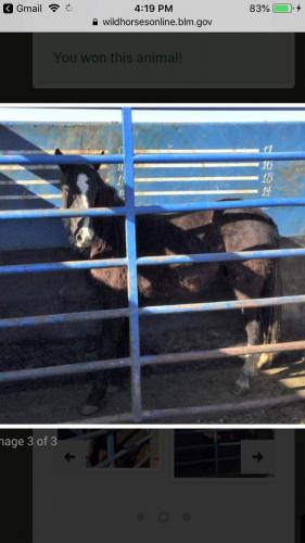 received_4095349643833042