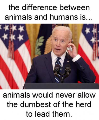 biden528