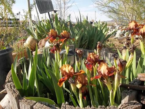 New additions around the Farm 012