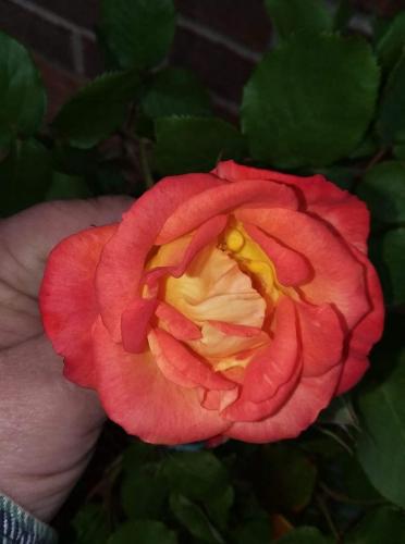 FB_IMG_1620660130063