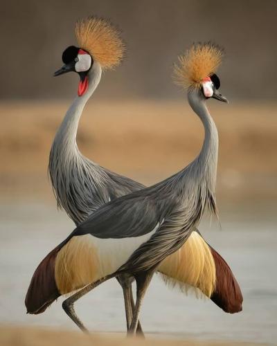 188595052_334843391352674_1948159718706697858_n