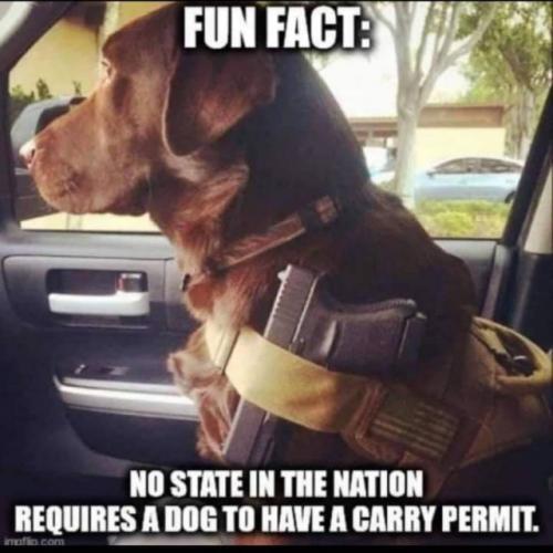 gun permit