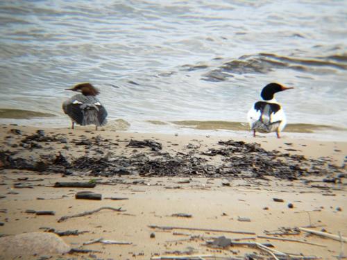 14:55:58 GMT-0400 (EDT)