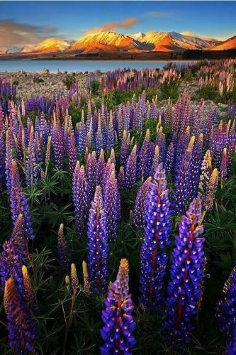 Lupines_at_Lake_Tekapo