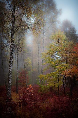 183453895_1569878949878116_6926943817167671106_n