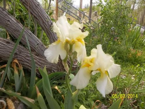 May Chicken Swap 038 [640x480]