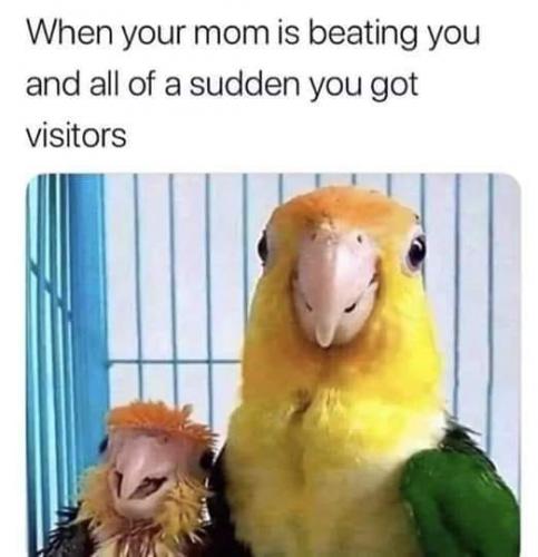 Funny bird meme