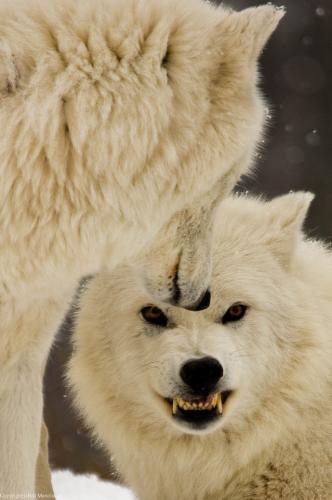 tumblr_pegy5nQJjH1tow2mjo1_640