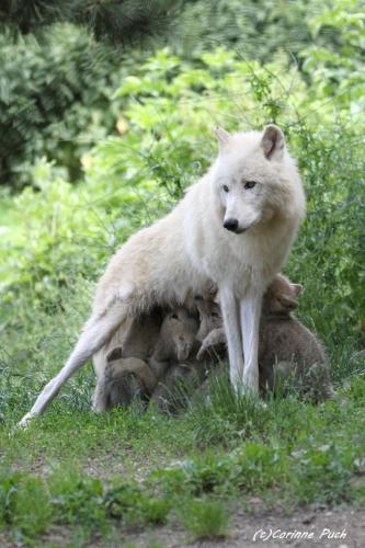 tumblr_ced4274a2b1770505688617a7a985287_5601aac3_540