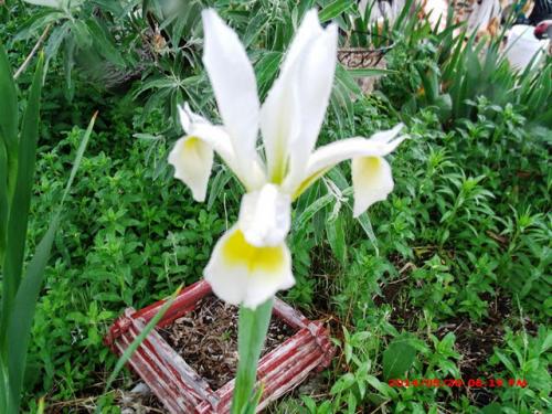 the yard5-20 034 [640x480]