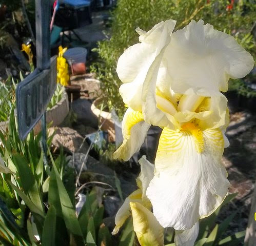 the yard_5_13 037 [640x480]