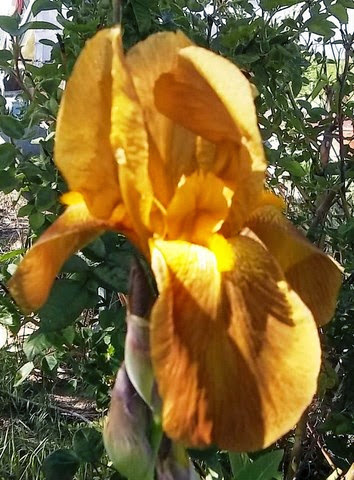 the yard_5_13 027 [640x480]