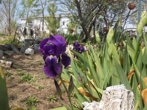 Around the farm...Easter 016