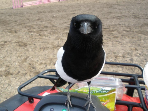 Bird, on quad