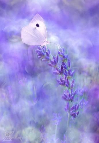 tumblr_d16acf7d8f5e168798e778f3f547bdee_b341ab5f_540