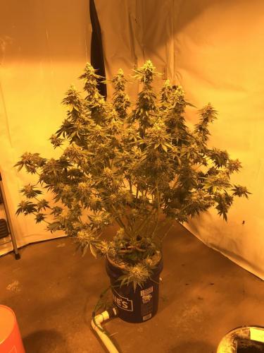 EF9B2727-10CE-4917-A146-0ECB798B879A-2031-000001AD9371FF63