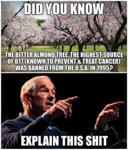 the bitter almond tree00