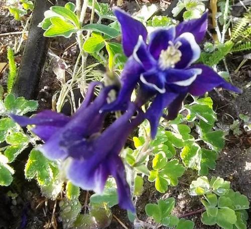 the yard_5_13 007 [640x480]