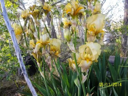 the yard_5_13 009 [640x480]