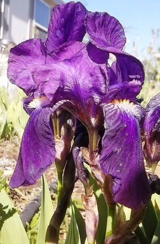 the yard_5_13 026 [640x480]