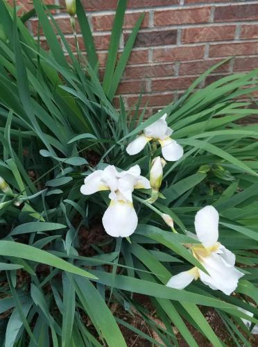 FB_IMG_1620683664317