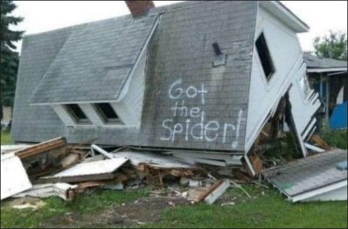 got the spider