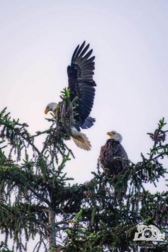 11:46:49 GMT-0400 (EDT)