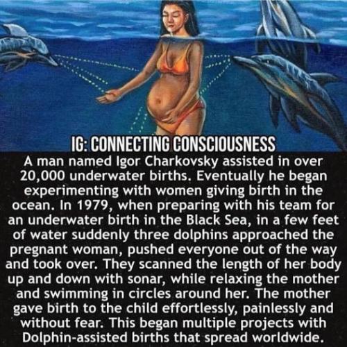 Dolphin_Assisted_Water_Birth