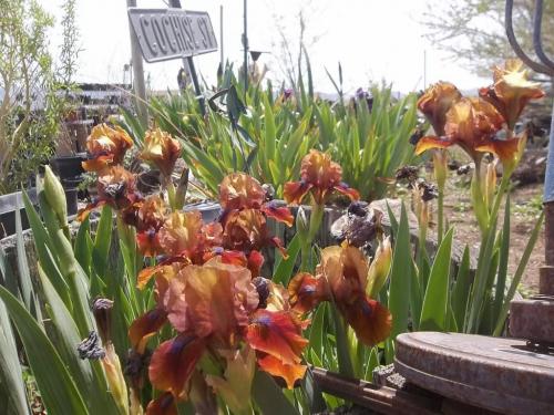 Around the farm...Easter 004