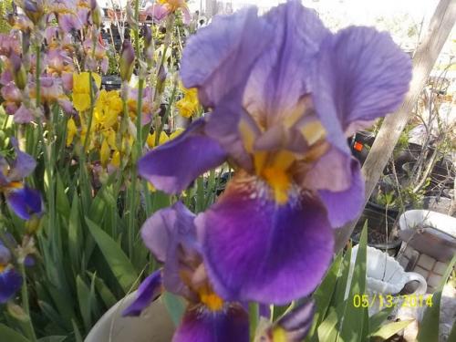 the yard_5_13 039 [640x480]