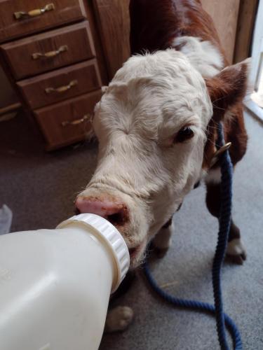 IMG_20210502_183112347