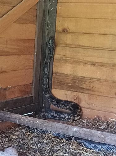 snake in coop