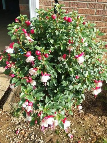 FB_IMG_1620683474744