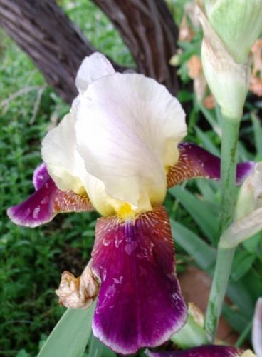 from the yard5-21 003 - Copy - Copy (Copy)