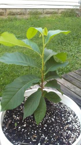 2 year old paw paw tree