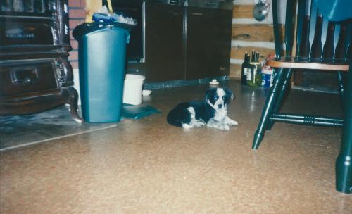 BearPaw Puppy dfgd (3)