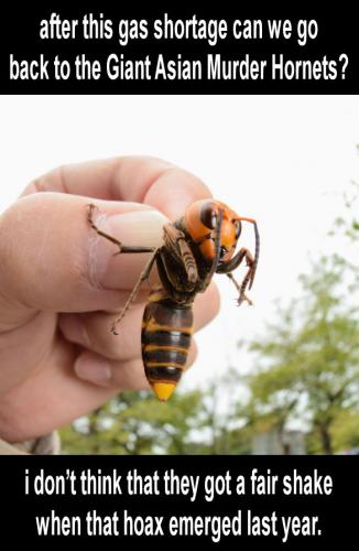 murder hornets18