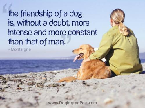 DOG FRIENDSHIP