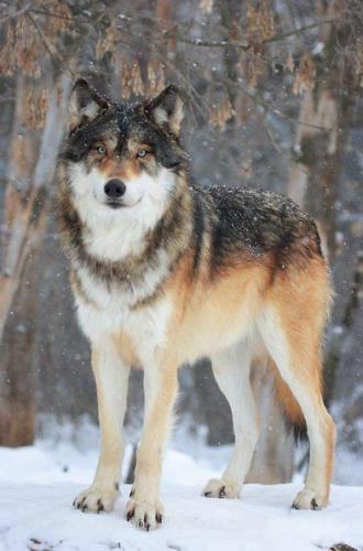 322b5b7eeda6568c5a9da9412b16f658